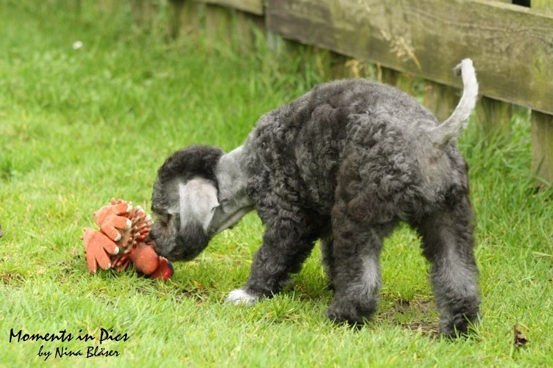 Antares 2009-07-12 (2).JPG